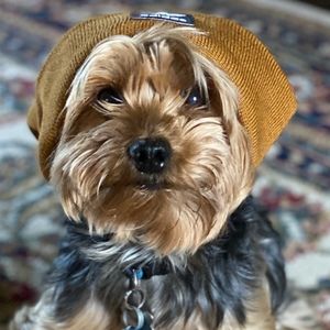 Meet your Posher, Steven